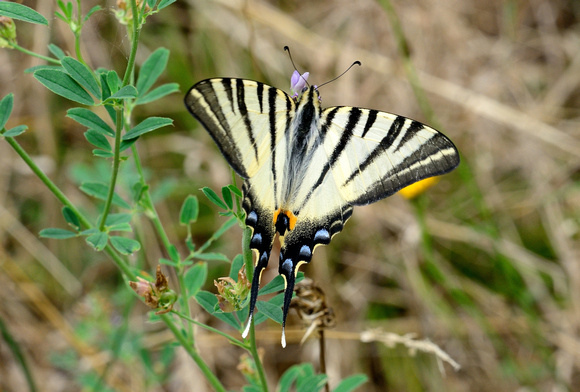 Scarce Swallowtail (Iphiclides podalirius) La Brenne,Indre, France.