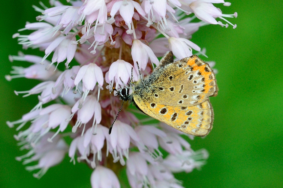 Violet Copper (Lycaena helle) at the end of its season therefor a little worn