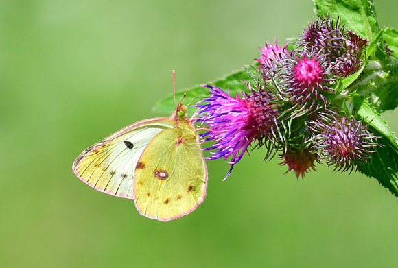 Berger's Clouded Yellow (Colias alfacariensis) Doubs, France.