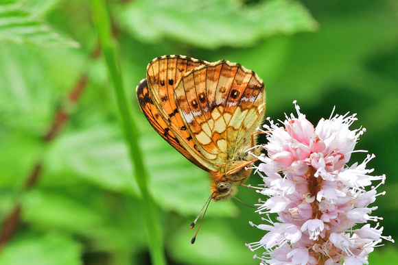 Lesser Marbled Fritillary (Brenthis ino)  Doubs, France.