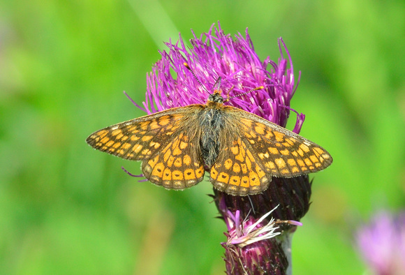 Marsh Fritillary (Euphydryas aurinia) at this marshland site this butterfly lived up to its name.Doubs ,France.