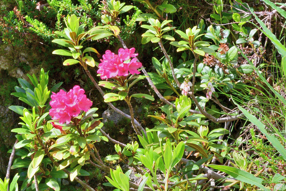 Rhododendron ferrugineum)   2070 m Savoie, France.