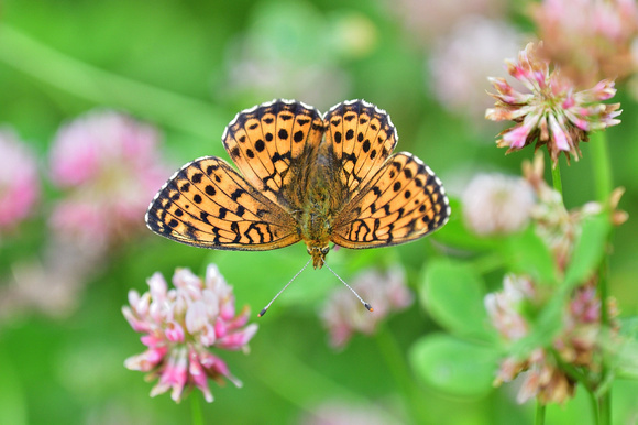 Marbled Fritillary (Brenthis ino) Doubs, France.