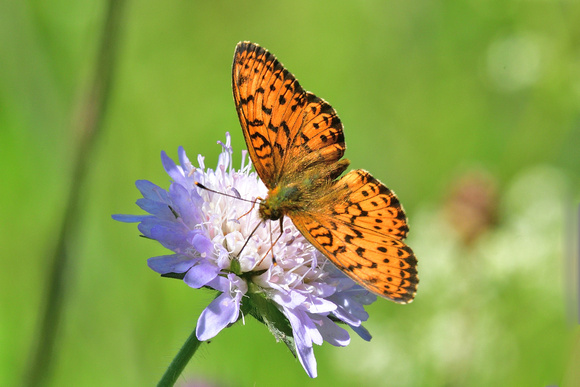 Lesser Marbled Fritillary (Brenthis ino) Doubs ,France.