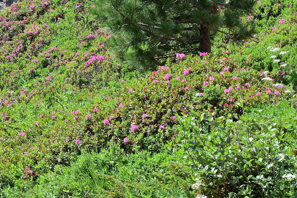 (Rhododendron ferrugineum) Habitat of the  Asian Fritillary (Euphydryas intermedia)