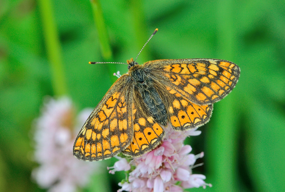 Marsh Fritillary (Euphydryas aurinia) at this marshland site this butterfly lived up to its name.Doubs ,France.