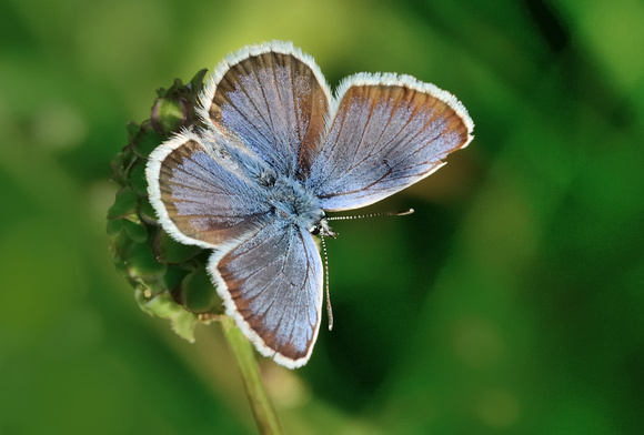Male Silver-studded Blue (Plebejus argus) Hautes-Pyrénées,France.