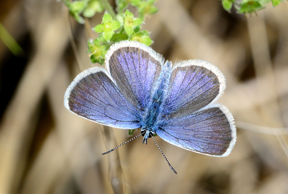 Silver-studded Blue (Plebejus argus) Hautes- Pyrénées,France.