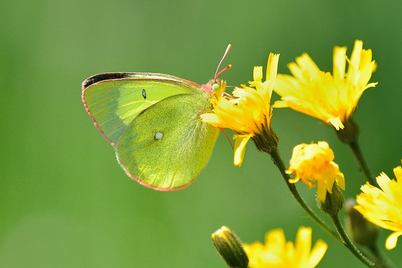 Moorland Clouded Yellow (Colias palaeno) Doubs, France.
