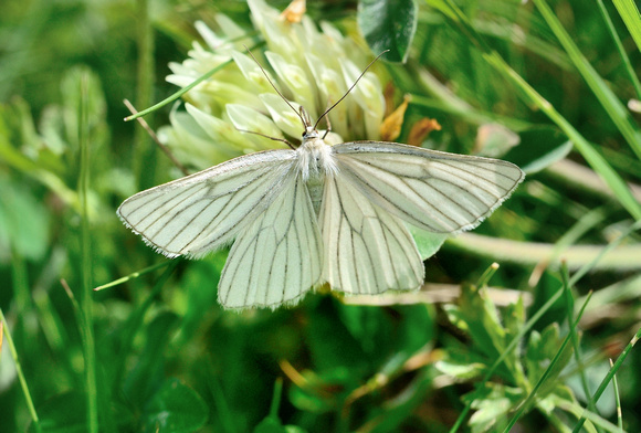 Black-veined Moth (Siona lineata)  Hautes- Pyrénées,France.