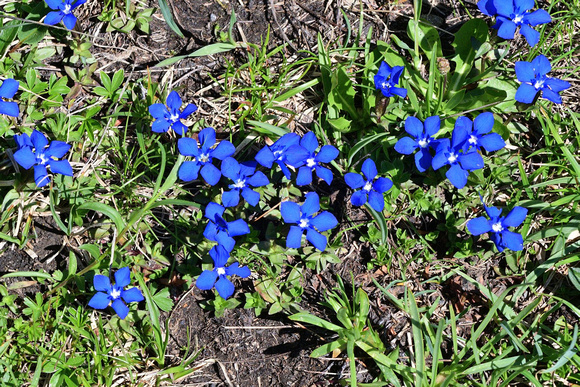 Gentiana verna, the spring gentian,  Col du Galibier, France.