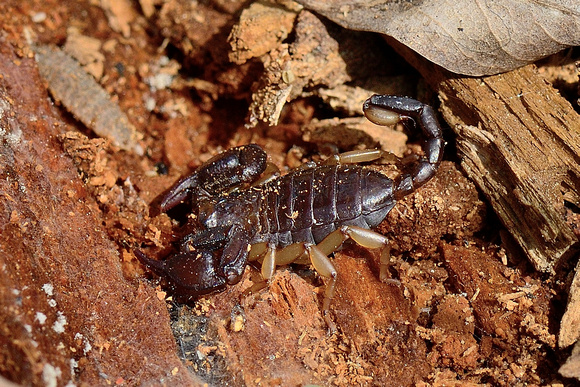 Scorpion Euscorpius flavicaudis,