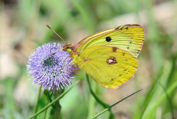 Berger's Clouded Yellow (Colias alfacariensis) Var, France.