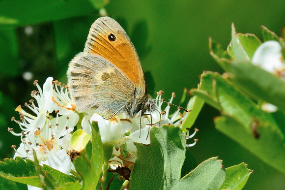 Small Heath (Coenonympha pamphilus) La Brenne, Indre,France.
