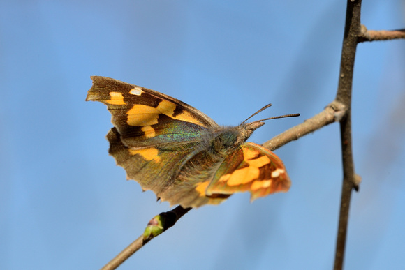 Nettle-tree Butterfly (Libythea celtis) Var, France.