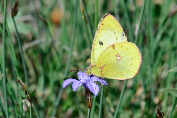 Berger's Clouded Yellow (Colias alfacariensis)  Var, France.