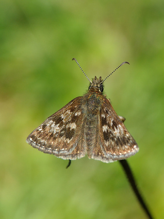 Dingy Skipper. (Erynnis tages)
