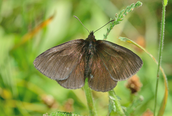 Yellow Spotted Ringlet. Erebia manto ssp constans