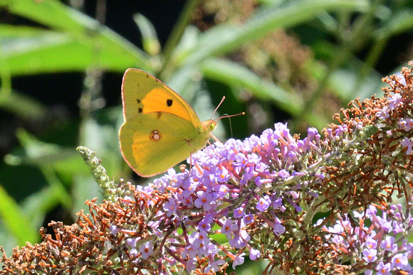 Clouded Yellow (Colias crocea)     Alps Maritime , France.