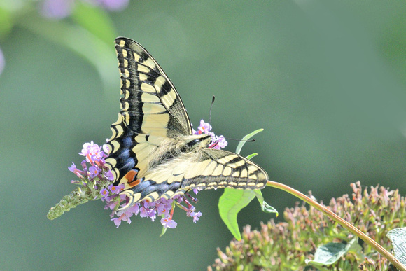 Swallowtail (Papilio machaon)     Alps Maritime , France.