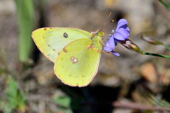 Berger's Clouded Yellow (Colias alfacariensis) Var, France.