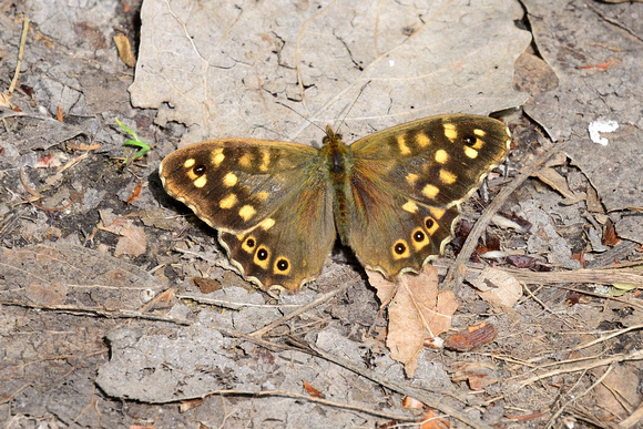 Speckled Wood (Pararge aegeria) La Brenne, Indre,France.