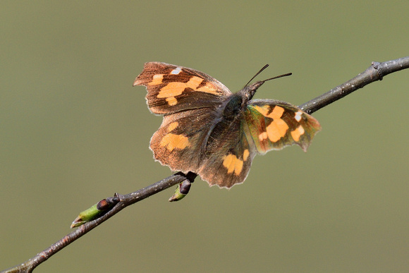 Nettle-tree Butterfly (Libythea celtis) Var, France.
