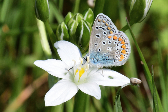 Common Blue (Polyommatus icarus) Var, France.