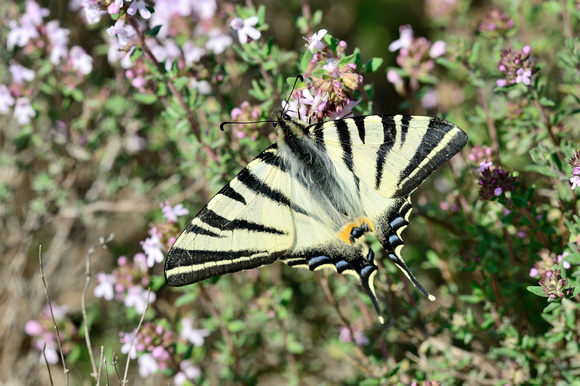 Scarce Swallowtail (Iphiclides podalirius)    Var, France.