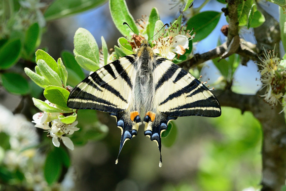 Scarce Swallowtail (Iphiclides podalirius)   Var, France.