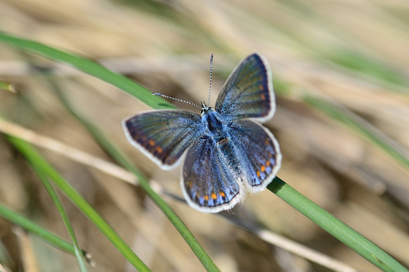 Female Common Blue (Polyommatus icarus) Var, France.
