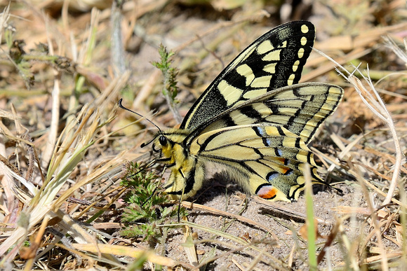 Swallowtail (Papilio machaon) La Brenne, Indre,France.