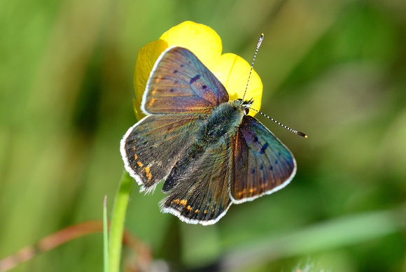 Sooty Copper (Lycaena tityrus) La Brenne, Indre,France.