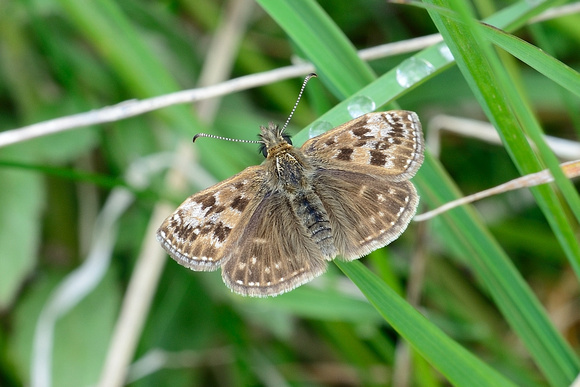 Dingy Skipper. (Erynnis tages)