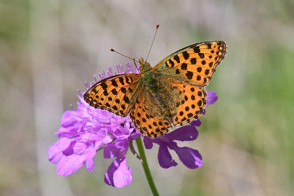 Queen of Spain Fritillary (Issoria lathonia)  Godalesque valley,  Alpes-Maritimes , France.