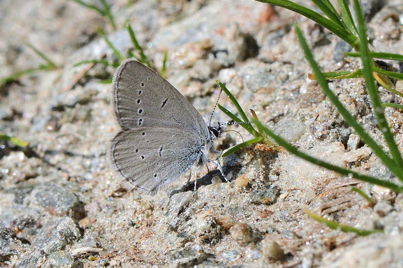 Small (Little) Blue (Cupido minimus)   2070 m Savoie, France.