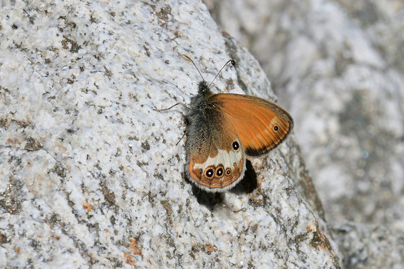 Pearly Heath (Coenonympha arcania)   Godalesque valley,  Alpes-Maritimes , France.