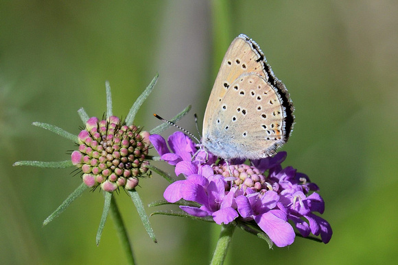 Purple-edged Copper (Lycaena hippothoe)  Godalesque valley,  Alpes-Maritimes , France.