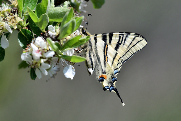 Scarce Swallowtail (Iphiclides podalirius) Var, France.