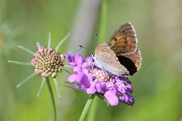 Purple-edged Copper (Lycaena hippothoe)  Godalesque valley,  Alpes-Maritimes , France.