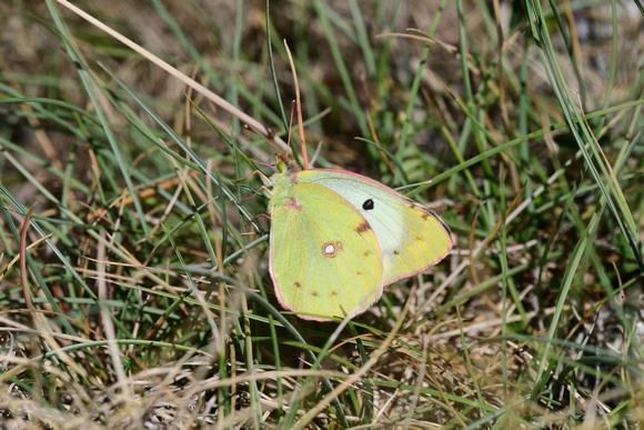 Mountain Clouded Yellow (Colias phicomone)   Godalesque valley,  Alpes-Maritimes , France.