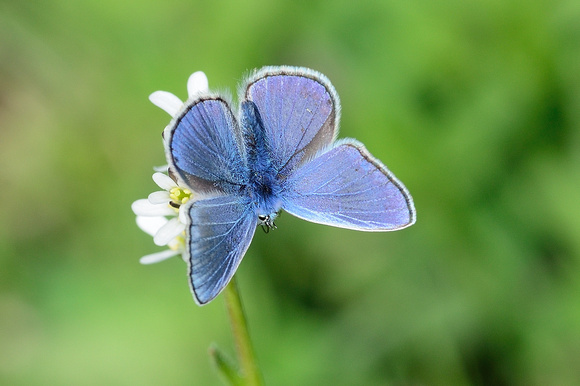 Chapman's Blue (Polyommatus thersites) Var, France.