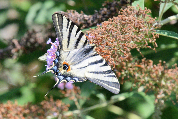 Scarce Swallowtail (Iphiclides podalirius)     Alps Maritime , France.