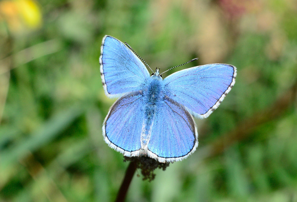 Adonis Blue (Polyommatus bellargus) Pyrénées-Orientales,France.
