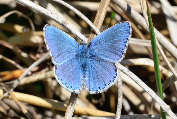 Adonis Blue (Polyommatus bellargus)  Pyrénées-Orientales,France.