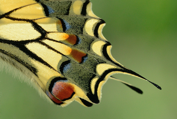 Wing detail Swallowtail (Papilio machaon) Bouches-du-Rhône