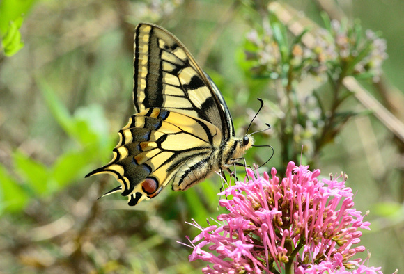 Swallowtail (Papilio machaon) Var, France.
