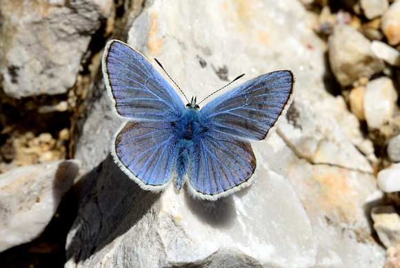 Common Blue (Polyommatus icarus) Pyrénées-Orientales,France.