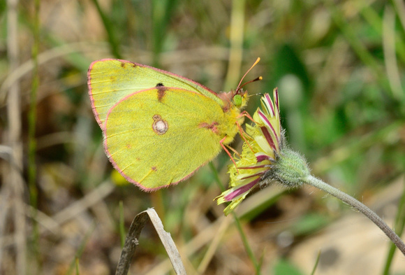 Berger's Clouded Yellow (Colias alfacariensis) Var,France.