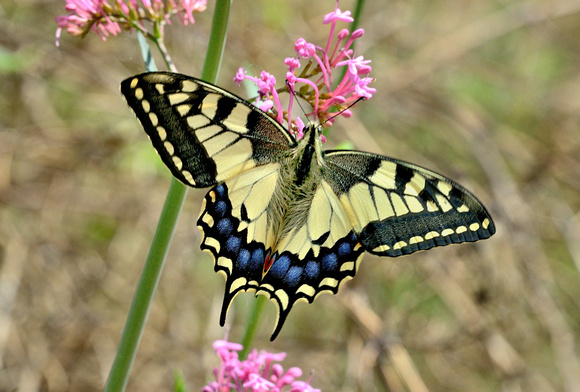 Swallowtail (Papilio machaon) Var, France.